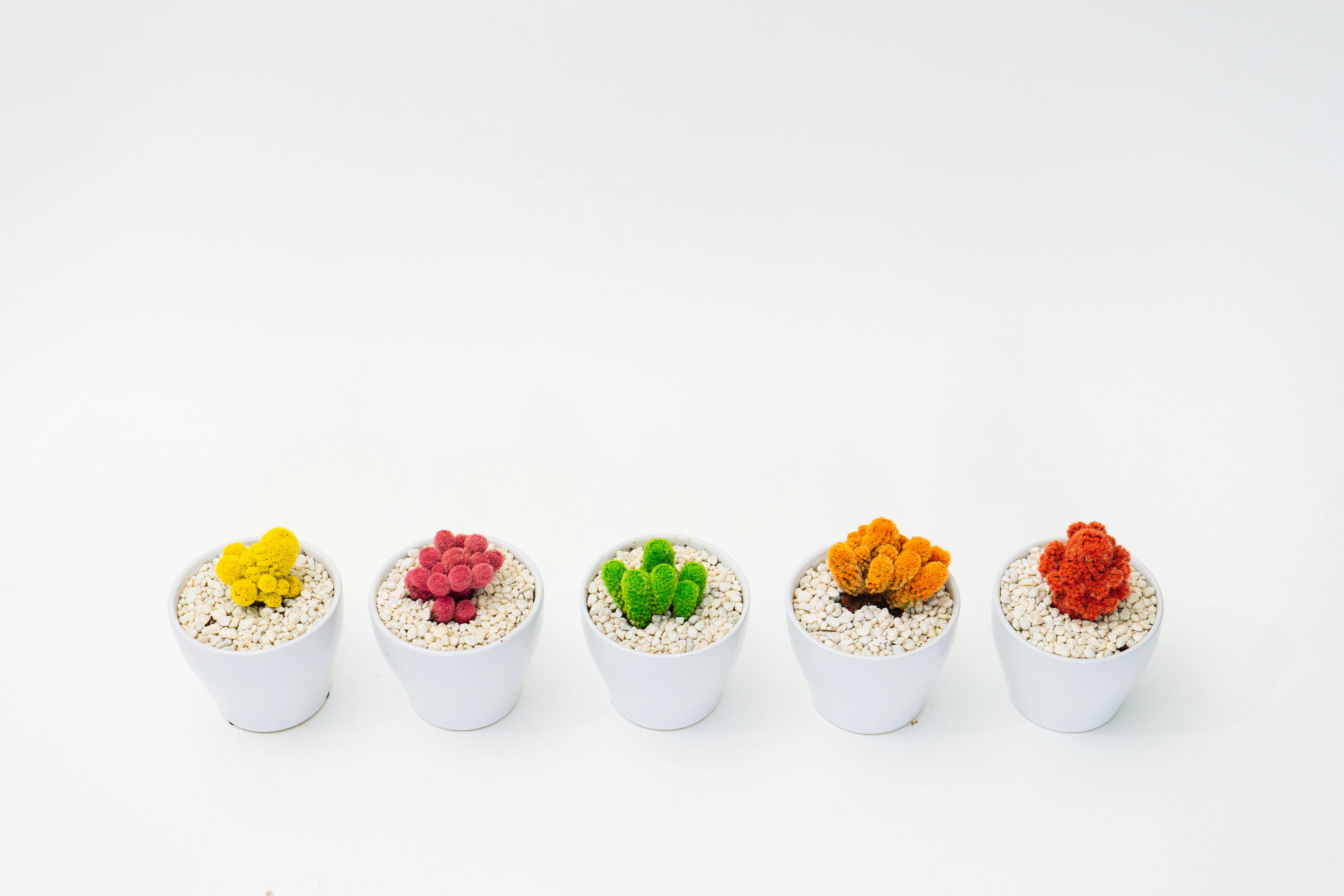 Five vibrant cacti in white pots arranged on a minimalist white background for a modern aesthetic.
