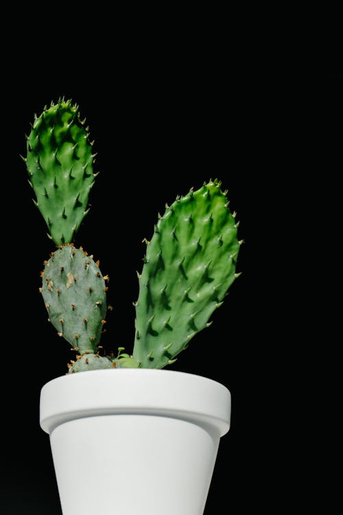 Groene Cactus Plant