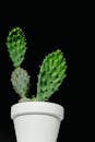 黑色背景中，一个白色花盆里长着一株多刺的仙人掌，这是极简主义的特写