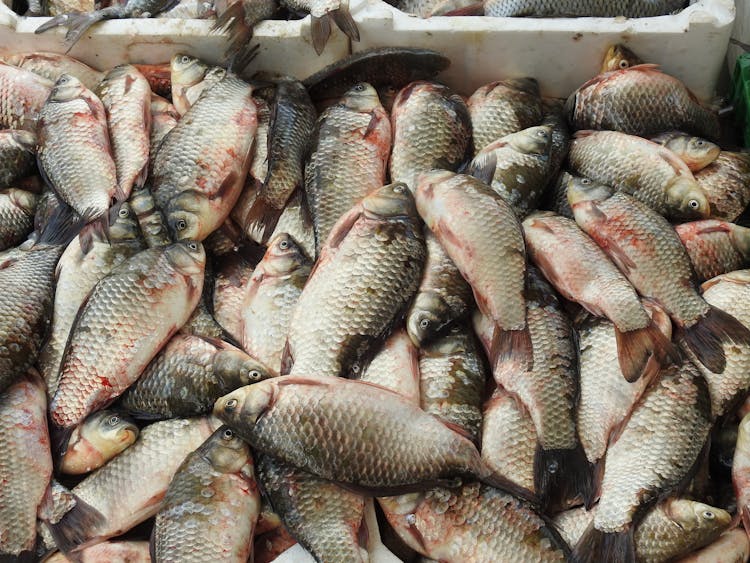 Close Up Of Stacked Fish