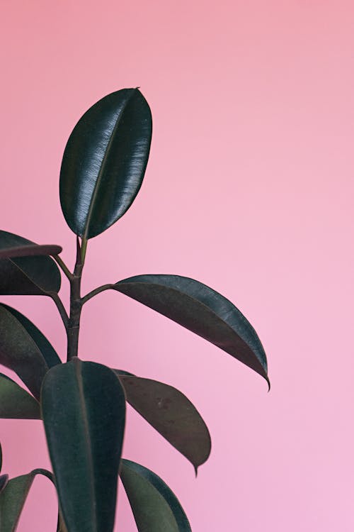 Free Green Rubber Plant Stock Photo