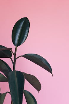 A simple, elegant rubber plant against a pink background. Perfect for modern designs.