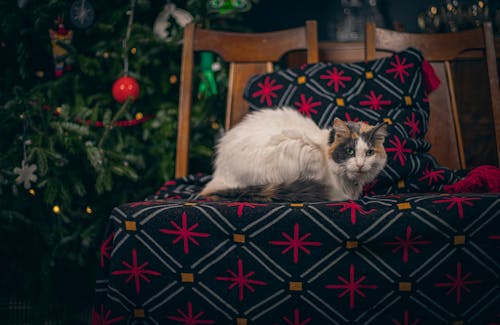 Fotos de stock gratuitas de árbol de Navidad, aterciopelado, fotografía de animales