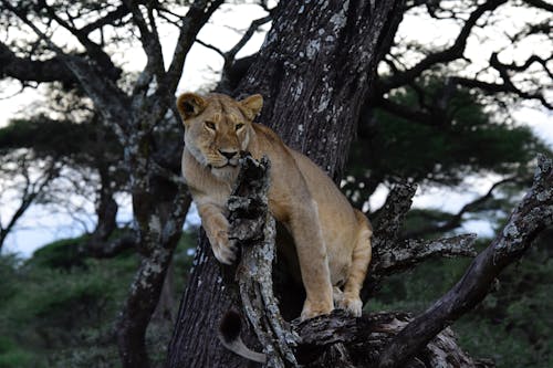 Cougar On Tree