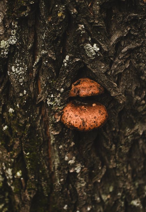 Free Detailed view of mushrooms growing on tree bark surrounded by moss in a forest setting. Stock Photo