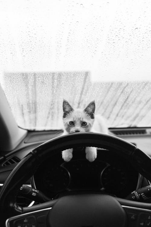 Kitten Lying Down on Steering Wheel