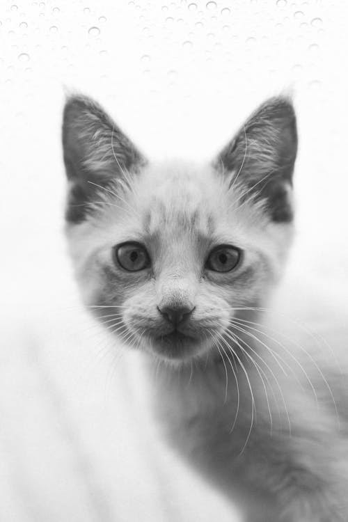 Kitten Portrait in Black and White