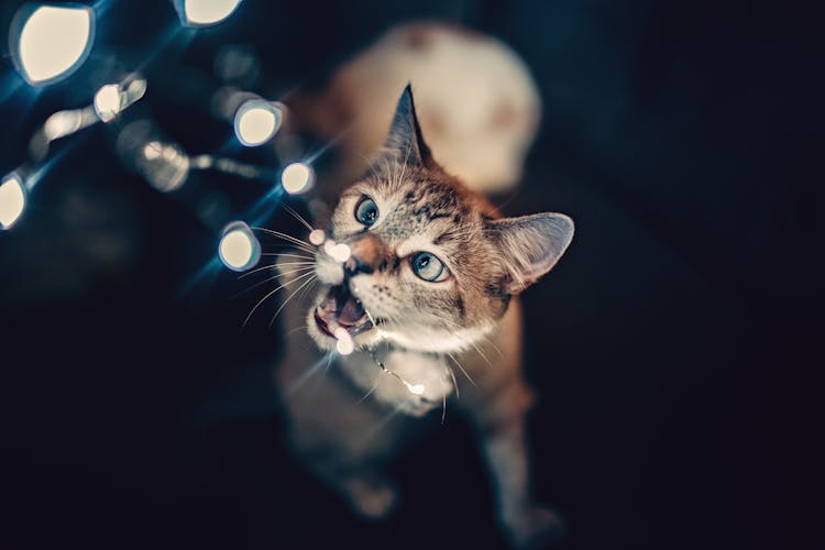 Brown Cat Playing With String Lights