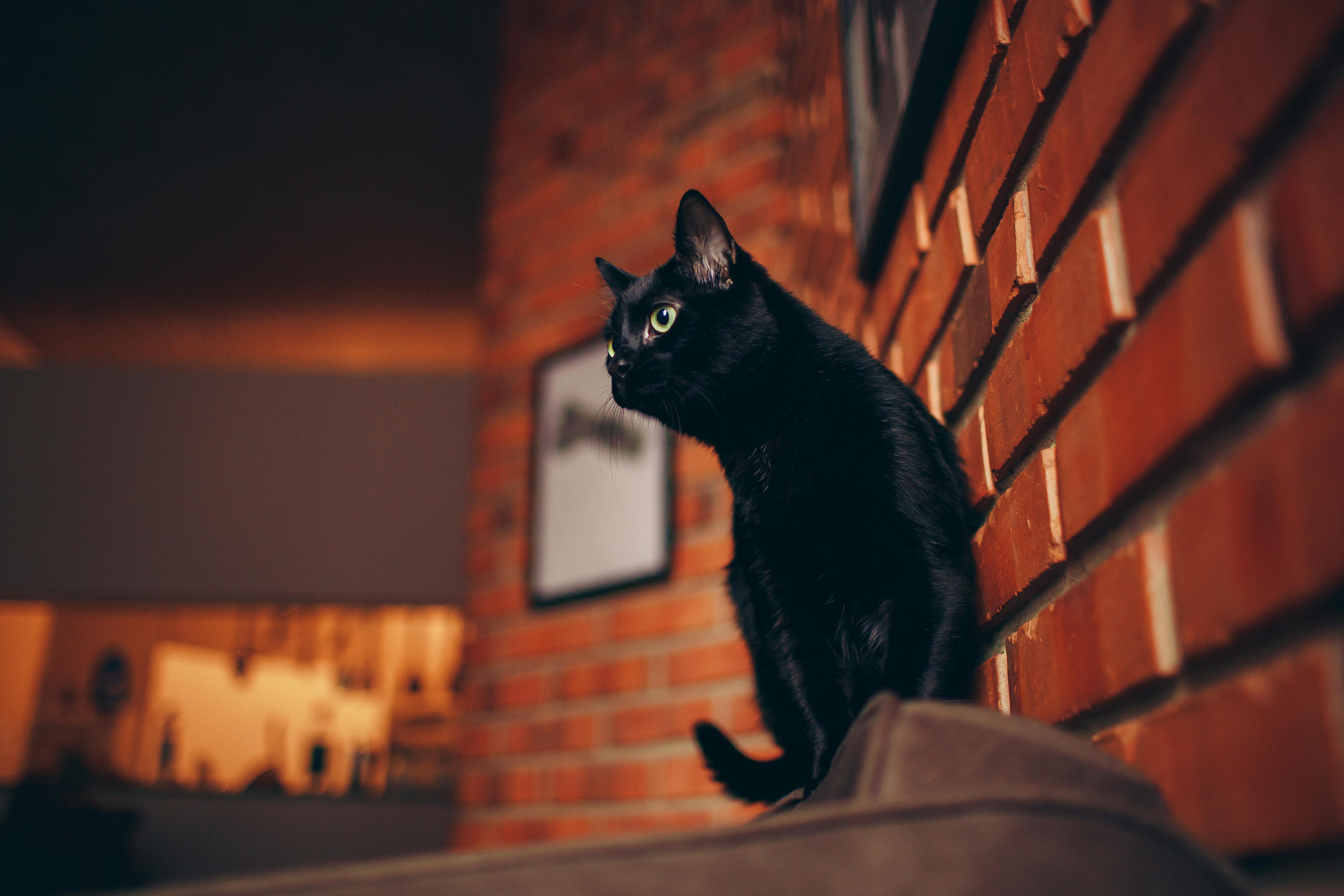 Black Cat Free Stock Photo
