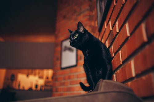 無料 黒猫 写真素材
