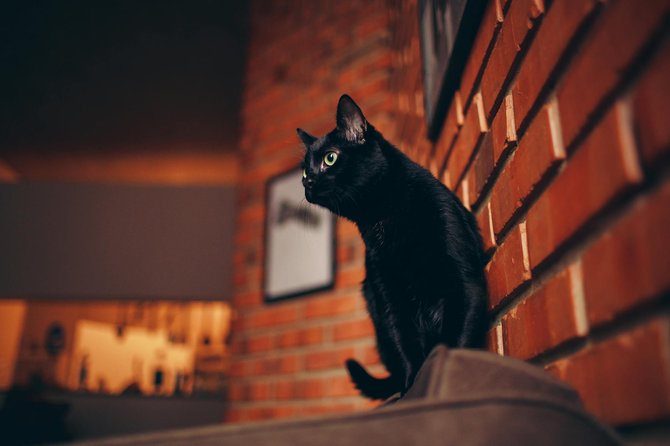 Black cat perched on red brick building