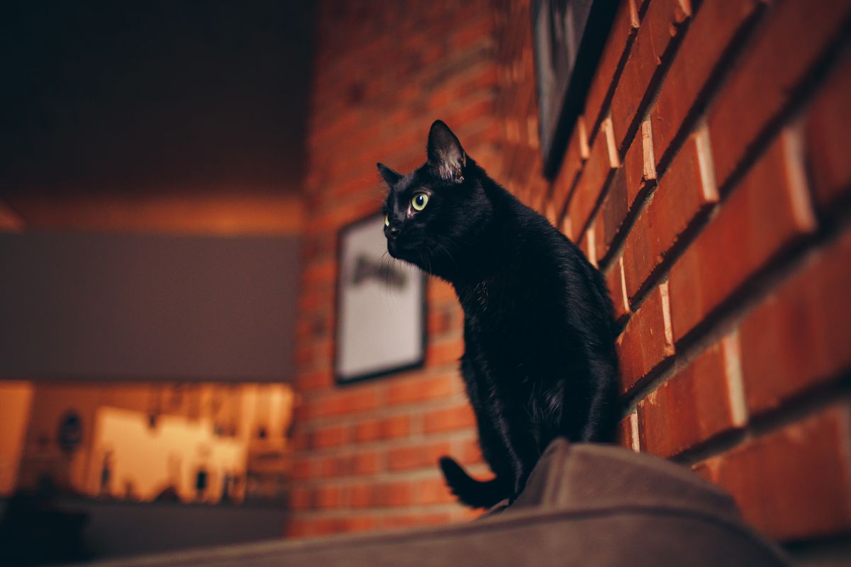 ¿Tu gato está estresado? Descúbrelo con este quiz