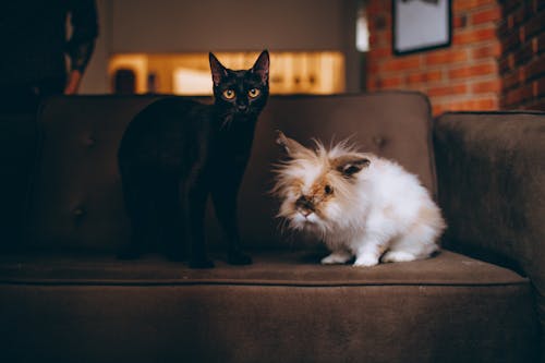 Free Photo of Rabbit and Cat on Sofa Stock Photo