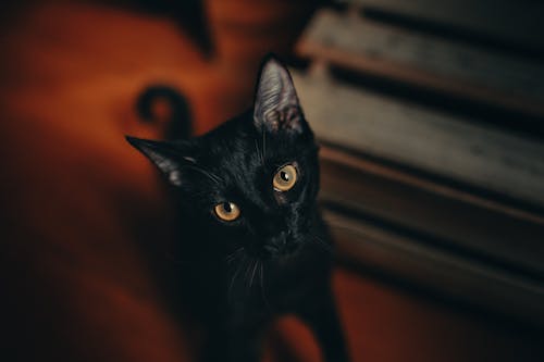 無料 黒猫のクローズアップ写真 写真素材