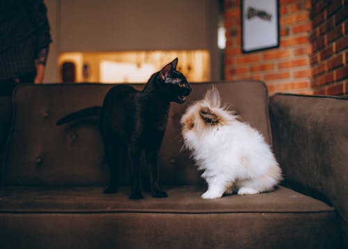 Základová fotografie zdarma na téma čenich, černá kočka, chmýří