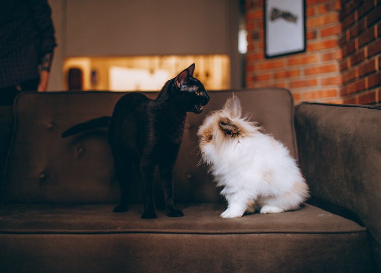 Photo Of Rabbit And Cat On Sofa