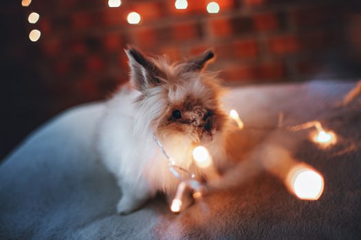 Cute fluffy rabbit entangled in illuminated string lights, creating a cozy atmosphere.