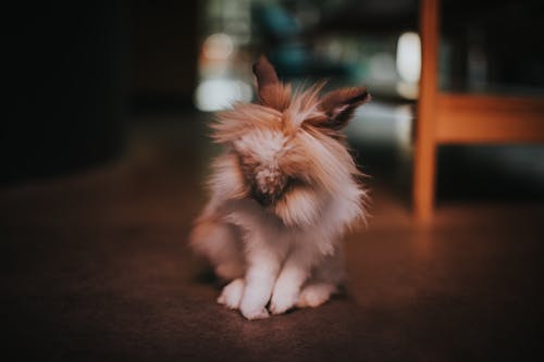 Free Long-fur White and Brown Animal on Brown Floor Stock Photo