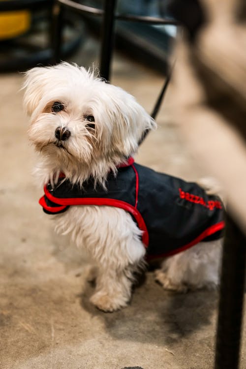 Cute Fluffy Dog