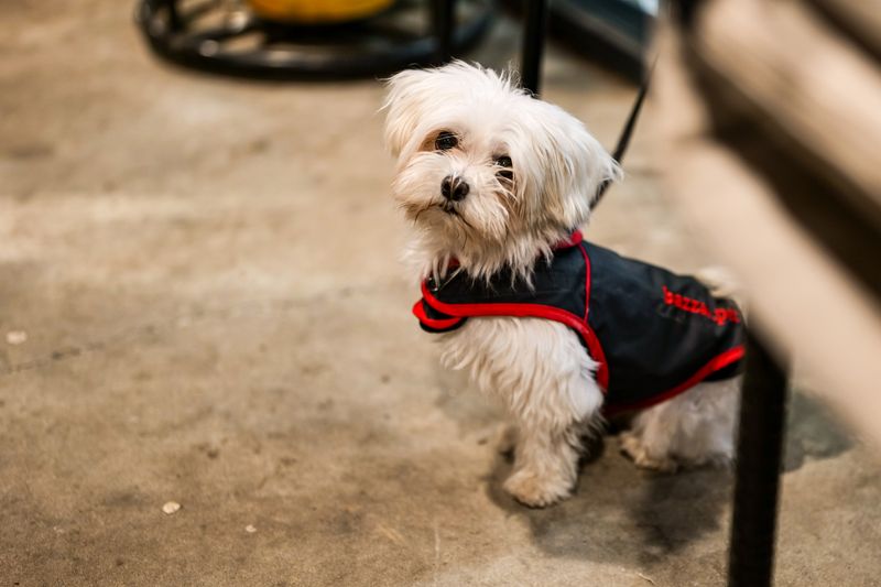 Scout - photo 1
