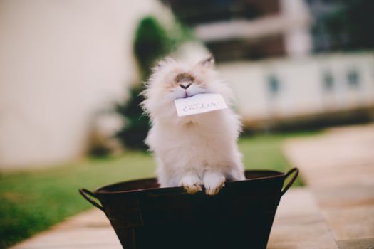 Adorable fluffy rabbit holding a note in its mouth, outdoors in a natural setting.