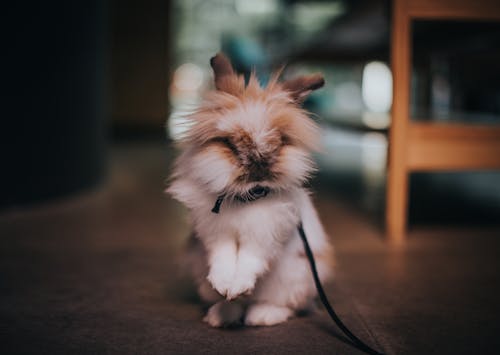 Free Selective Focus Photography of Bunny on a Leash Stock Photo
