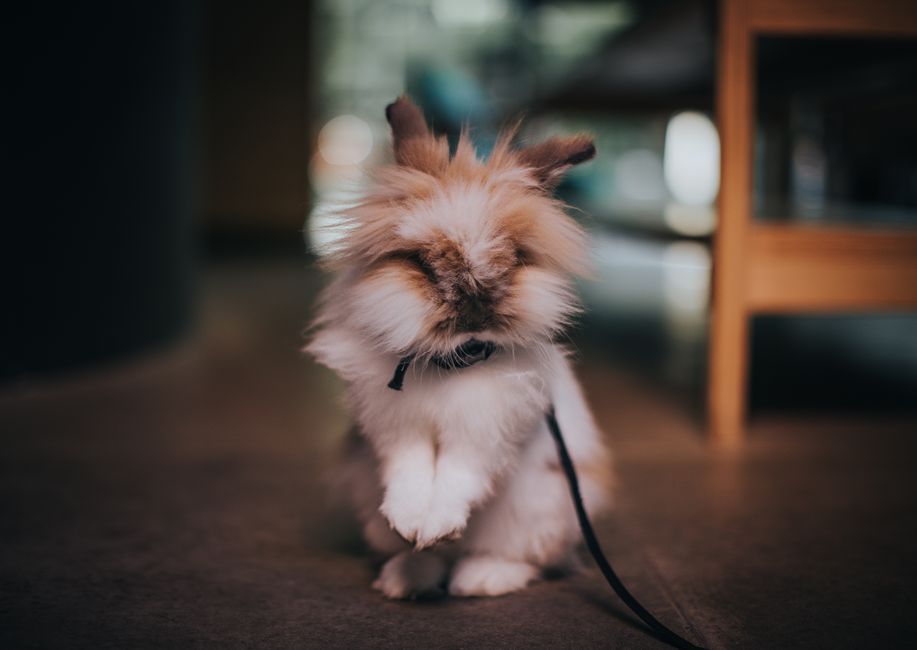 A cute fluffy rabbit with a collar and leash, sitting indoors in soft focus and warm tones.