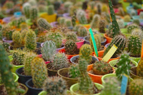 Free stock photo of cactus, cactus plant, cactuses Stock Photo