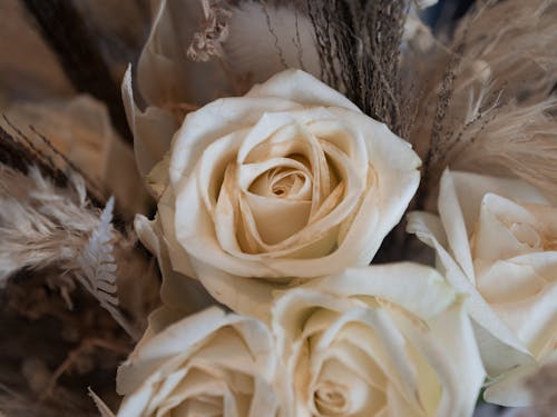 Close up of White Roses