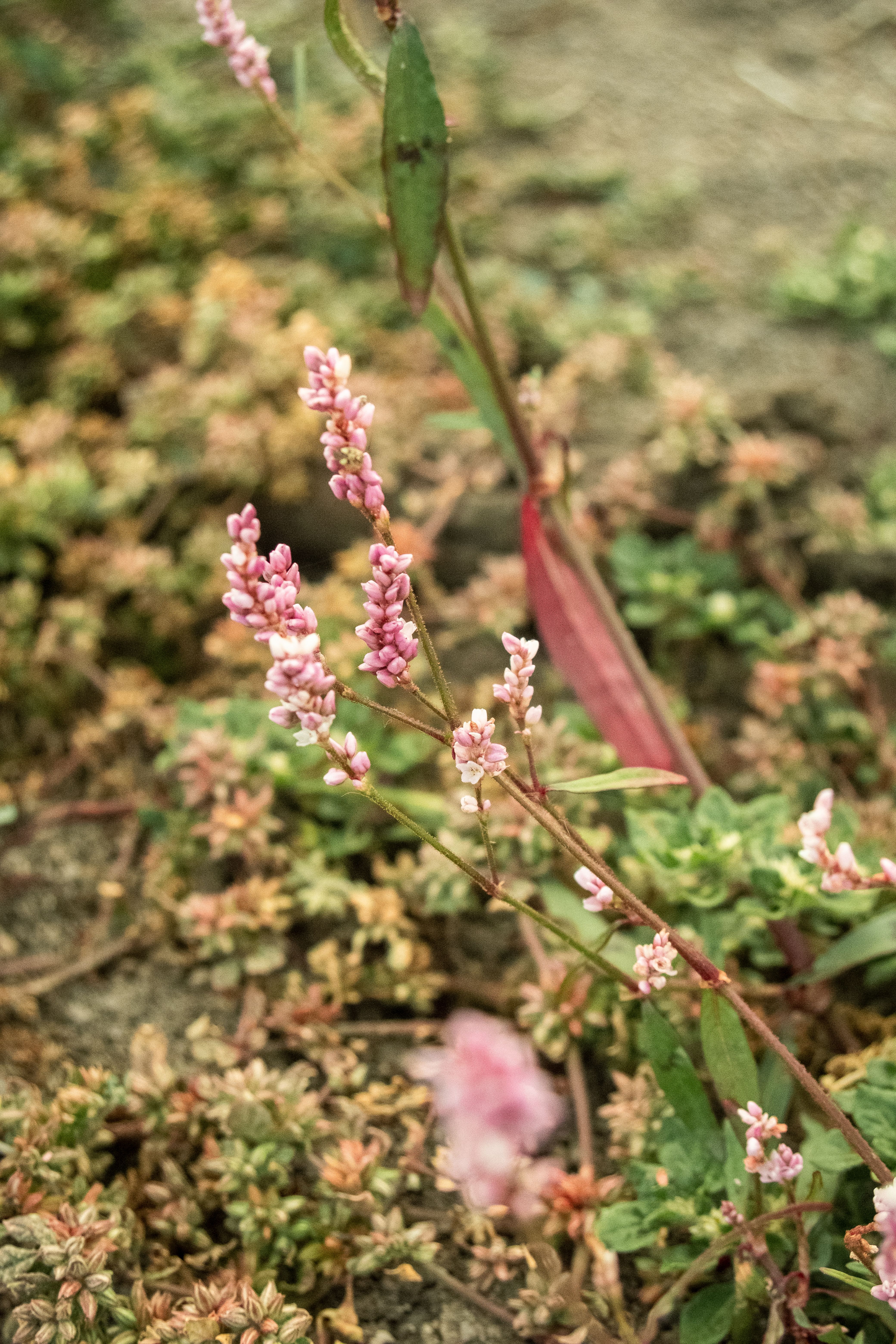 Close up of Wildflowers · Free Stock Photo