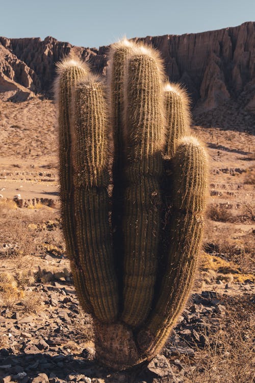 Cactus on Desert