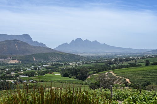 vineyards 