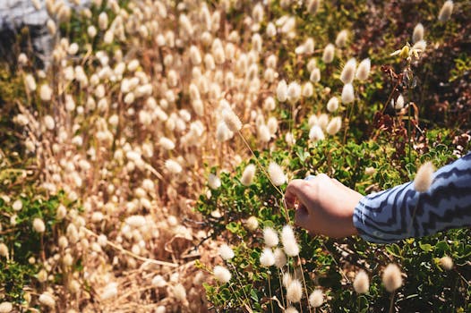 A hand gently touches soft grasses in a sunlit meadow in Hermanus, South Africa.