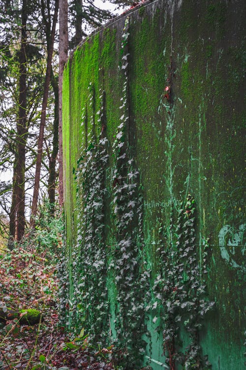 Ivy on Wall in Park