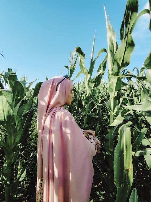 Woman in a Pink Veil Standing in a Corn Field 
