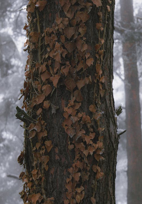 垂直ショット, 秋, 自然の無料の写真素材