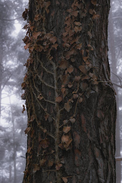 Gratis lagerfoto af bark, blade, efterår