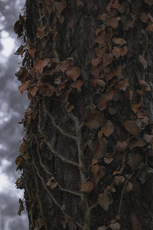 Brown Leaves on a Tree