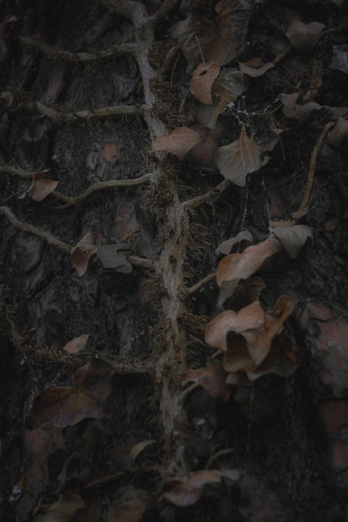 Základová fotografie zdarma na téma detail, kůra, listy