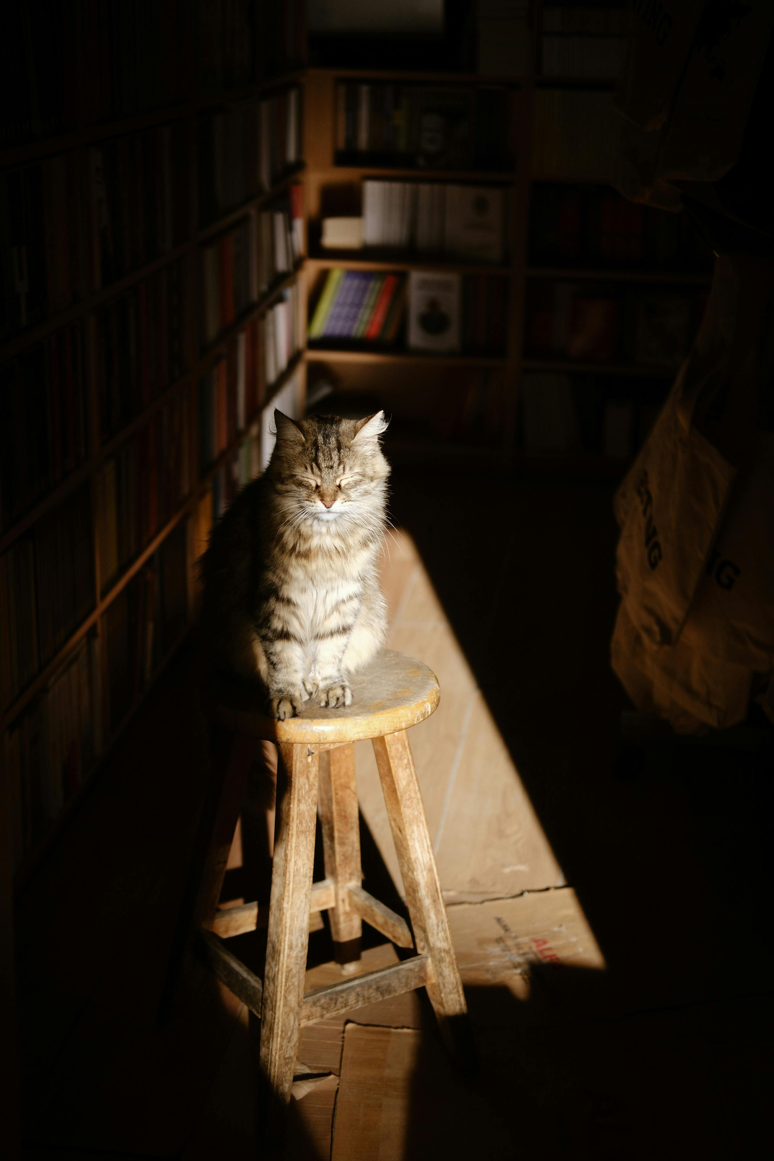 a cat sitting on a stool in front of a bookcase