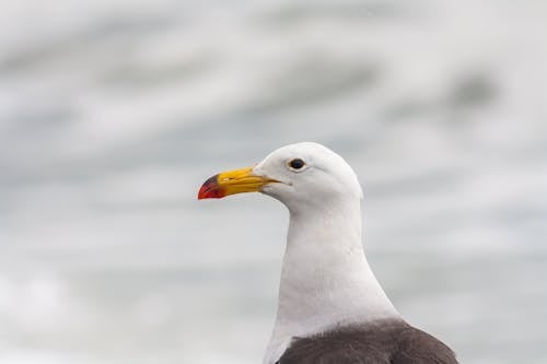 Portrait of Great Black-Backed Gull