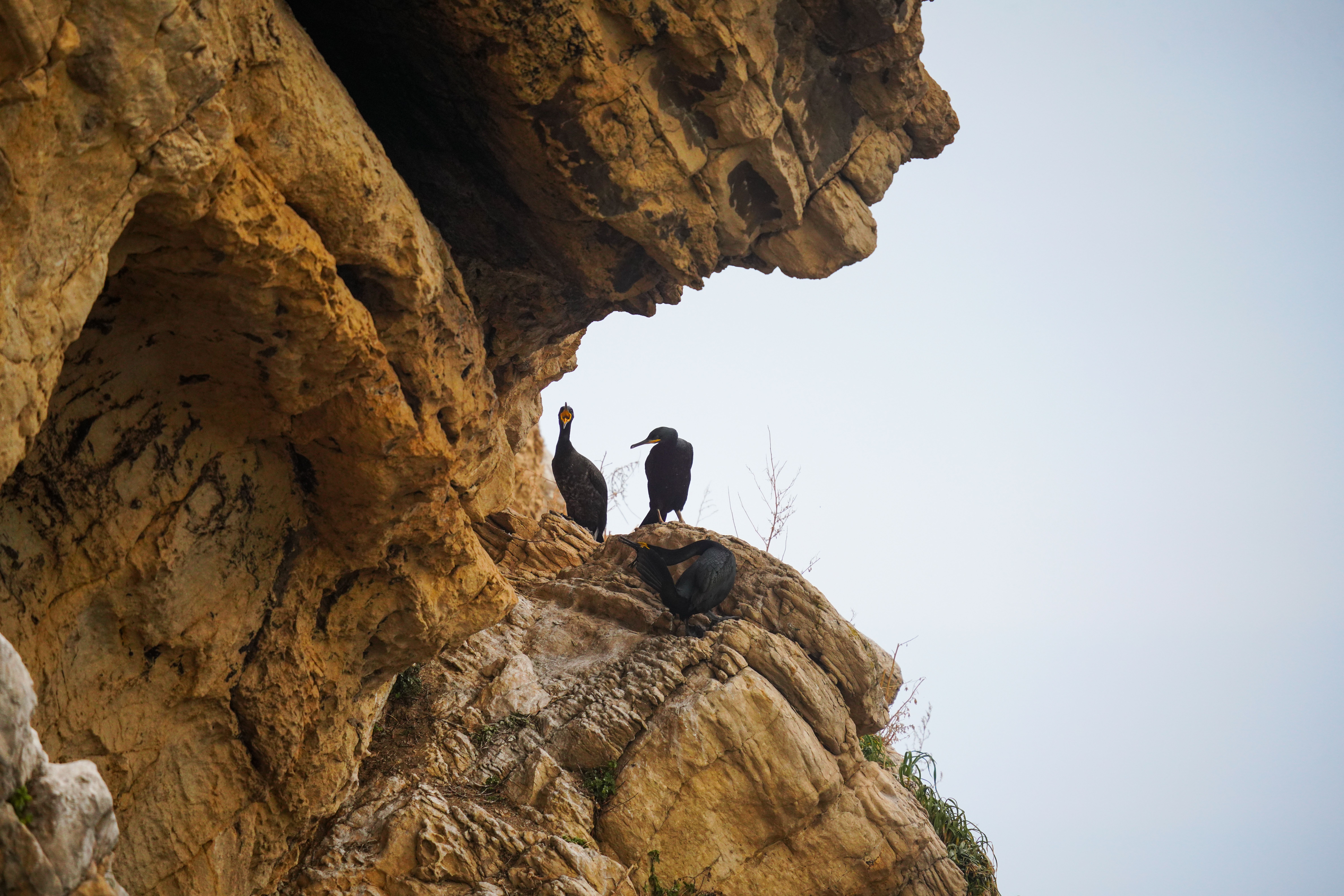 Two Birds Perching on Rocks · Free Stock Photo