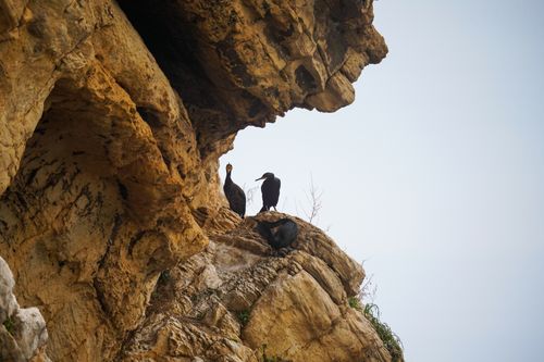 Free A captivating image of cormorants perched on a rugged cliffside against a blue sky, showcasing their natural habitat. Stock Photo