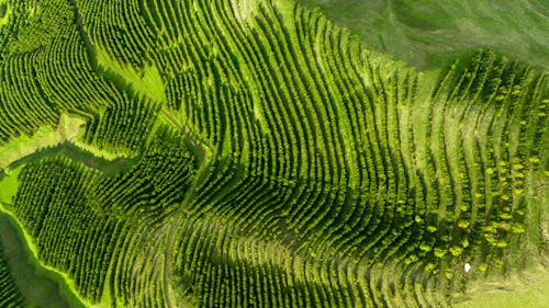 Green Trees in Countryside