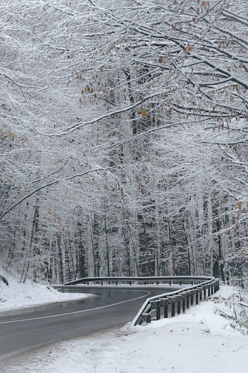 Road through Forest During Winter