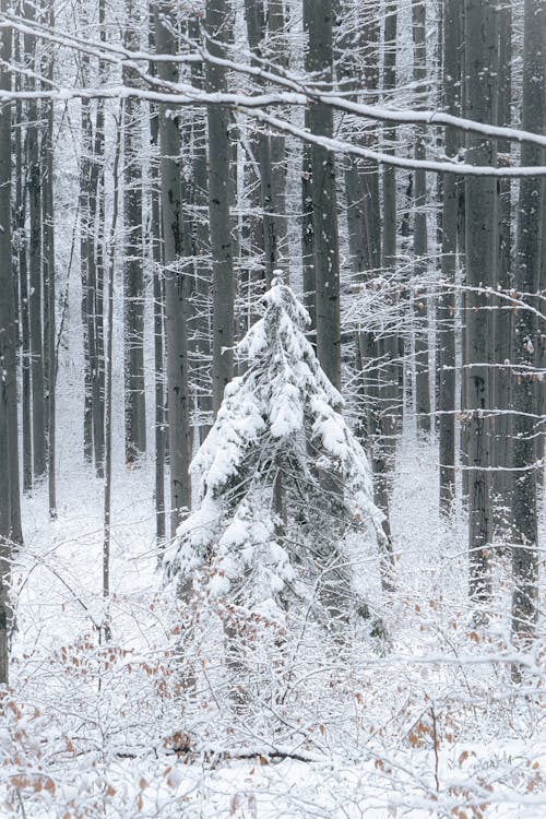 Základová fotografie zdarma na téma les, příroda, rýma