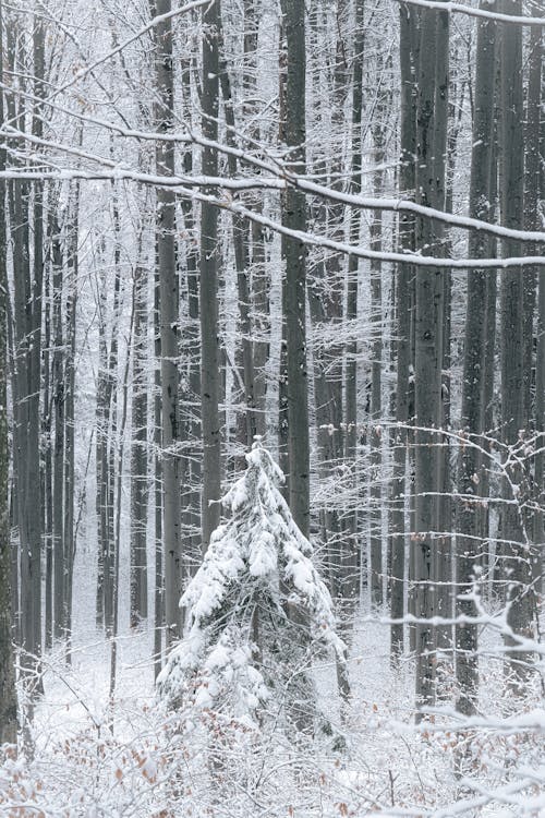冬, 垂直ショット, 携帯壁紙の無料の写真素材