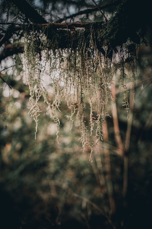 Close-up of a Tree Branch in a Forest 