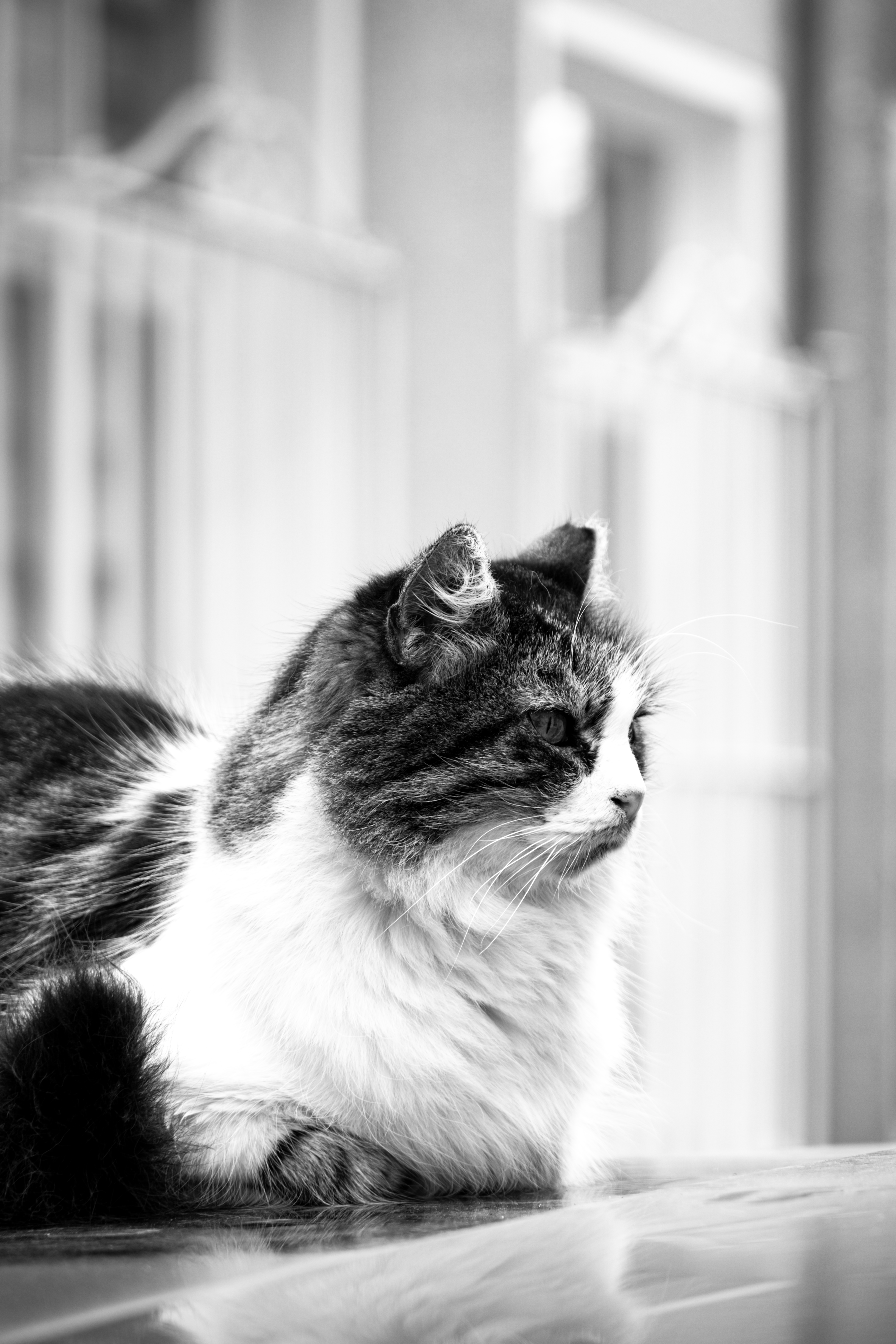 Cat Lying Down in Black and White · Free Stock Photo