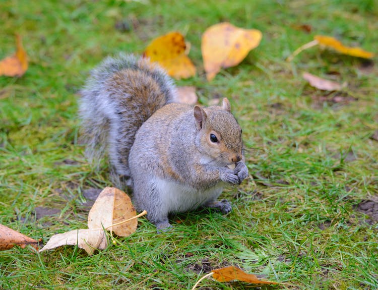 Squirrel On Ground